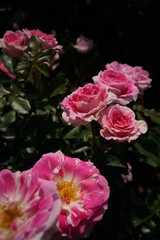 Pink and White Flower of Rose 'Harunomai' in Full Bloom
