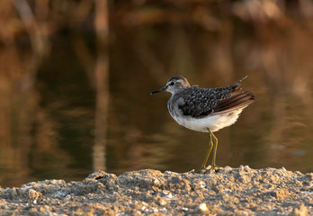 Marsh sandpiper at Askser marsh