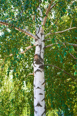 Fototapeta premium birch trees grow in the forest outside the city