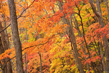色付いた山の中