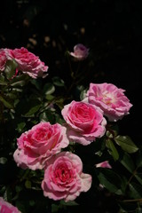 Pink and White Flower of Rose 'Harunomai' in Full Bloom
