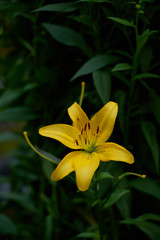 Obraz premium on a vast green field grow fragrant summer yellow flowers