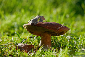 Mushrooms cut in the woods. Mushroom boletus edilus. Popular white Boletus mushrooms in forest.