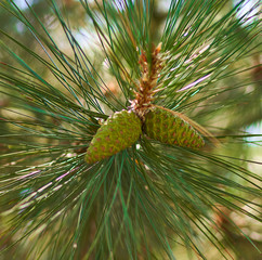 green cones grow on green spruce