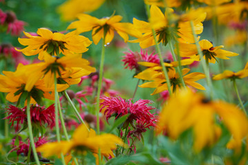 on a vast green field grow fragrant summer yellow flowers