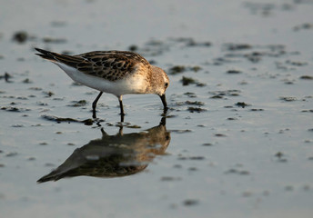 Sanderling feeding at Asker marsh, Bahrain