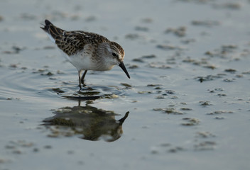 Sanderling feeding at Asker marsh, Bahrain