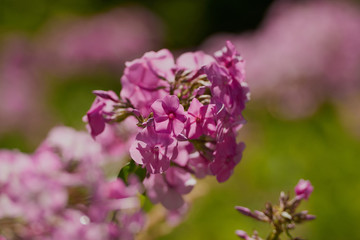 on a vast green field grow fragrant summer red flowers