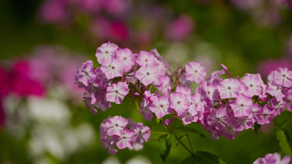 on a vast green field grow fragrant summer red flowers