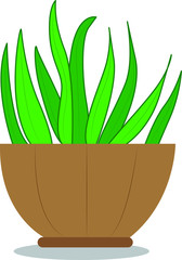 Vector line art cactus On a white background