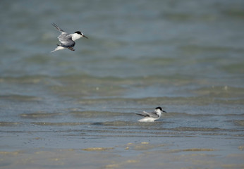 Juvenile Saunders Tern at Busaiteen coast, Bahrain