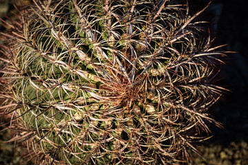 Barrel Cactus Close Up