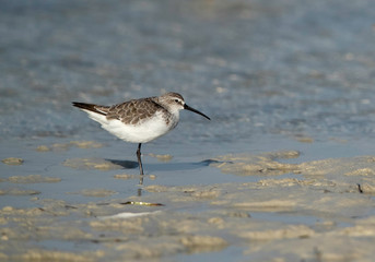 Curlew sandpiper is a small wader