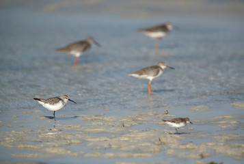 A curlew sandpiper and Redshanks at Busiateen coast, Bahrain