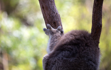 Koala's sharp claws.	.