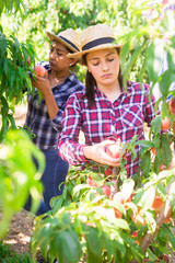 Young attractive Colombian woman farmer harvesting ripe peaches in fruit garden on sunny summer day
