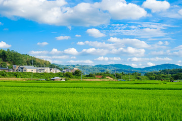 田舎の田園風景　京都府木津川市