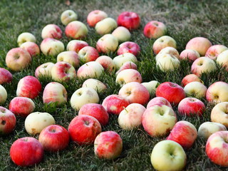 Autumn background. Red apples falling from a tree lies on the ground among green grass.