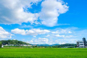 Fototapeta premium 田舎の田園風景 京都府木津川市