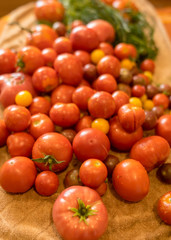 tomatoes of different shapes, colors and sizes, harvest time