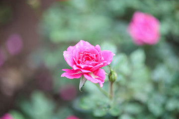 Beautiful pink roses flower in the garden
