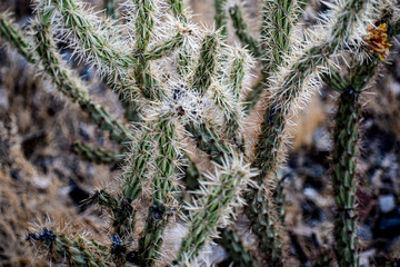 Close up of Desert Cactus in Tempe Arizona