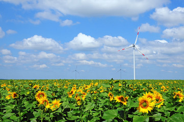 Wind turbine in a field of sunflowers