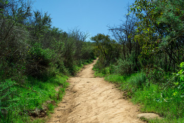 Dirt Trail California