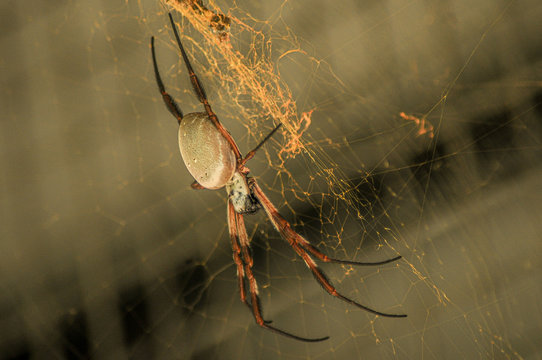 Golden Orb Spider 