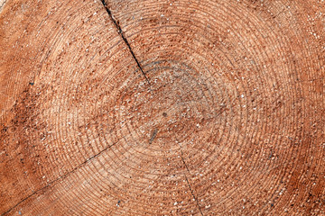 tree stump end cut circular rings