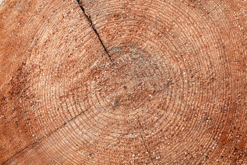 Naklejka premium tree stump end cut circular rings
