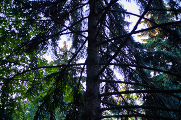fragments of pine trees in a country forest