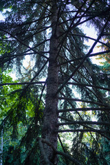 fragments of pine trees in a country forest