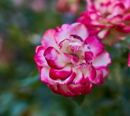 red bright flowers grow on a flower bed