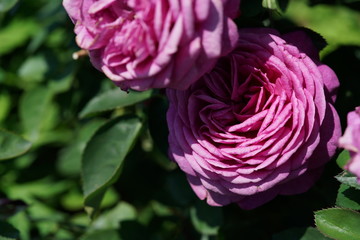 Light Purple Flower of Rose 'Heidi Klum Rose' in Full Bloom
