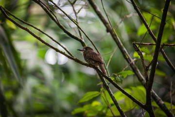 White whiskered puffbird