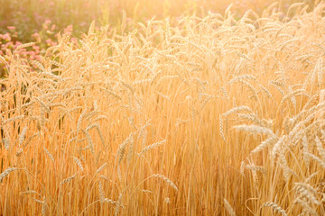 Wheat field. Ears of golden wheat closeup. Beautiful Nature Sunset Landscape. Rural Scenery under Shining Sunlight.  Rich harvest Concept.
