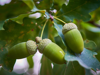 oak acorns grow on a tree