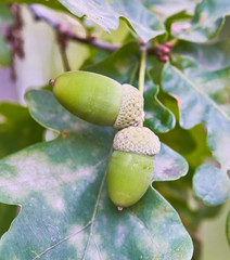 oak acorns grow on a tree