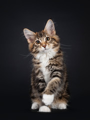 Fototapeta na wymiar Very sweet tortie Maine Coon cat kitten with white socks, sitting up facing front with one paw playfull in air. Looking towards camera. Isolated on black background.