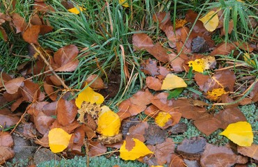 Autumn grass covered with raindrops close-up. Autumn mood. Autumn composition.