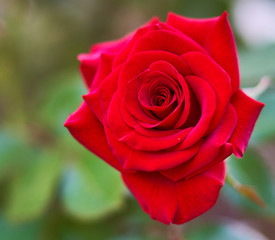 red rose flower close-up on green background