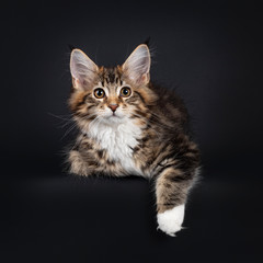 Fototapeta na wymiar Very sweet tortie Maine Coon cat kitten with white socks, laying down facing front with one paw over edge. Looking towards camera. Isolated on black background.