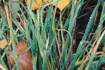 Autumn grass covered with raindrops close-up. Autumn mood. Autumn composition.