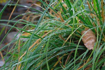 Autumn grass covered with raindrops close-up. Autumn mood. Autumn composition.