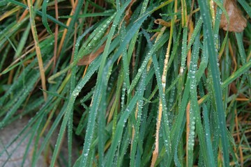 Fototapeta premium Autumn grass covered with raindrops close-up. Autumn mood. Autumn composition.