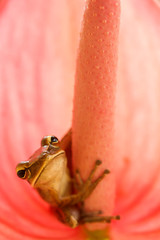 tree frog on pink leaf