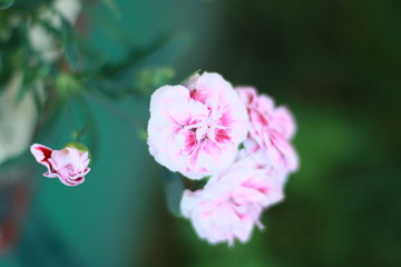 Fototapeta premium beautiful garden