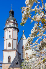 Kirschblüten im Frühling vor der Leipziger Thomaskirche.