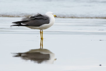 A black-tailed gull standing on the edge of a beach in a strong wind.